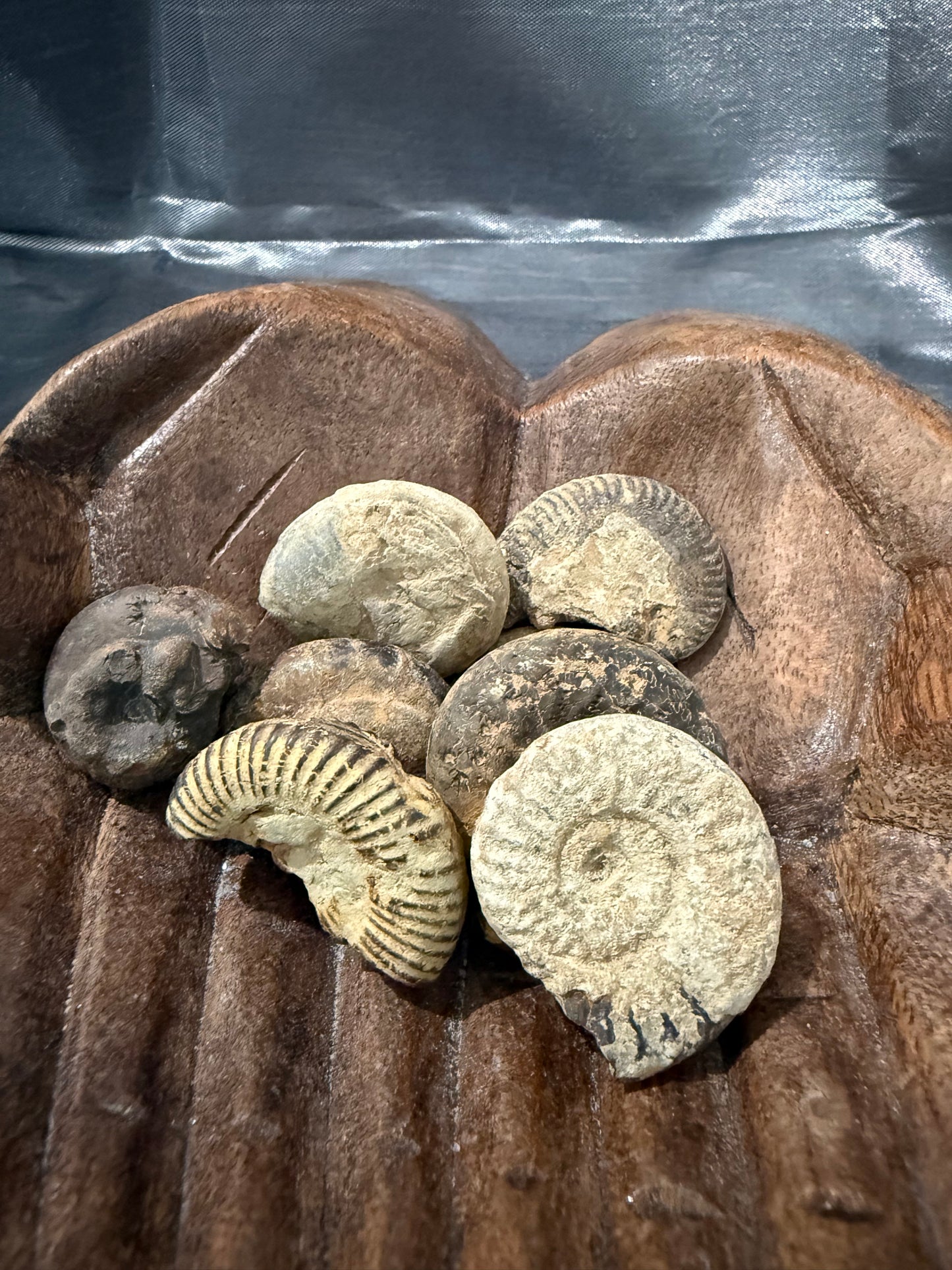Ammonite raw