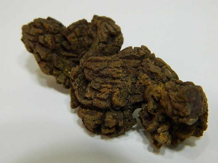 Coprolite (Dino Poo)