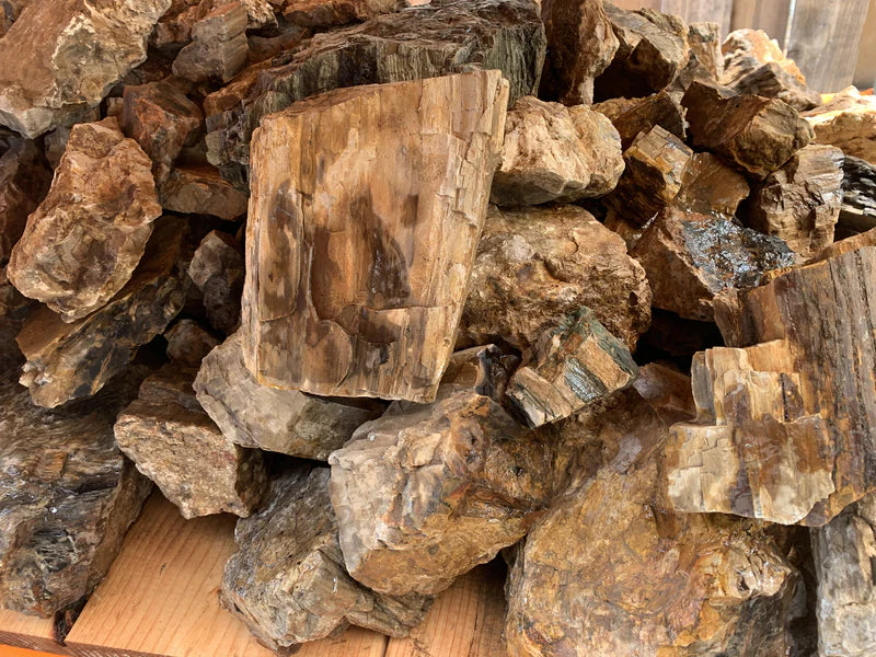 Petrified wood rough