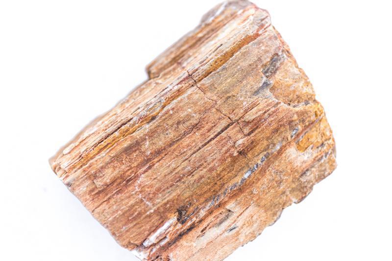 Petrified wood rough
